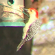 Red bellied woodpecker